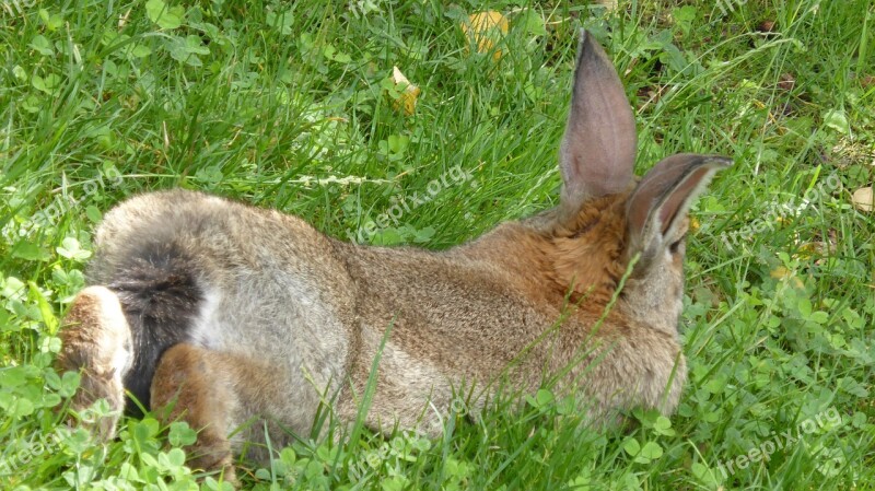 Rabbit Brown Lying Tail Animal