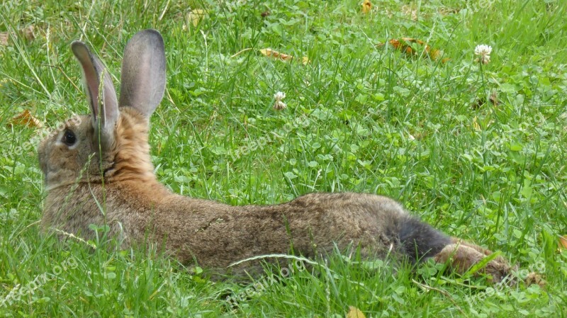 Rabbit Brown Lying Animal Hare