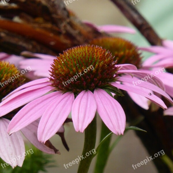 Coneflower Echinacea Blossom Bloom Flower