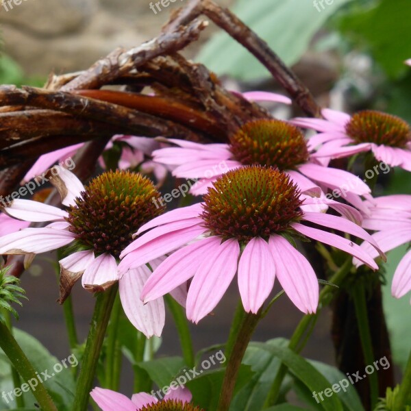 Echinacea Coneflower Flowers Pink Plant