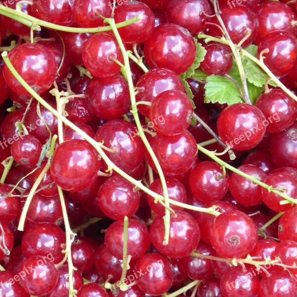 Currants Red Fruit Berries Food