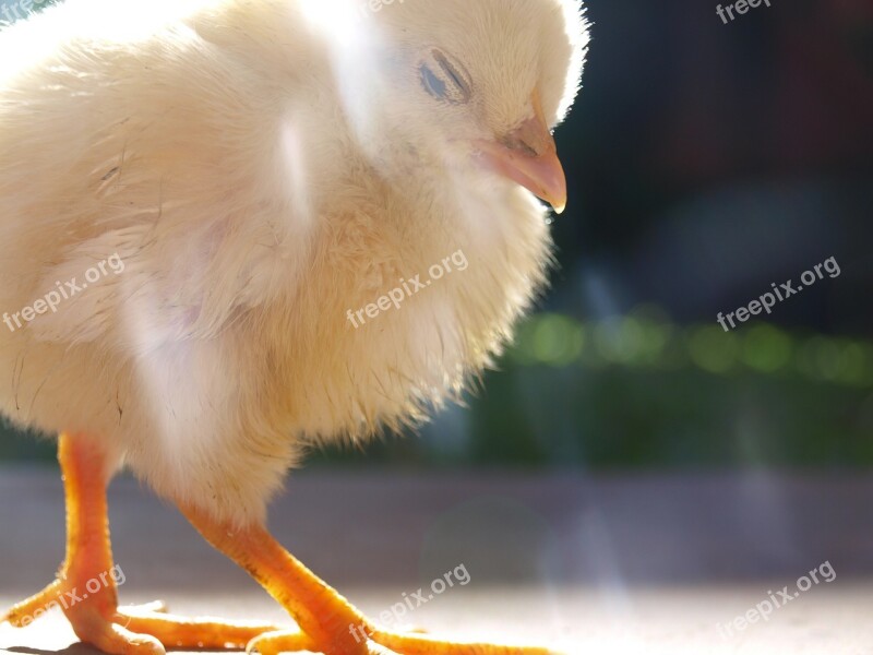 Chick Fowl Chicken Bird Poultry