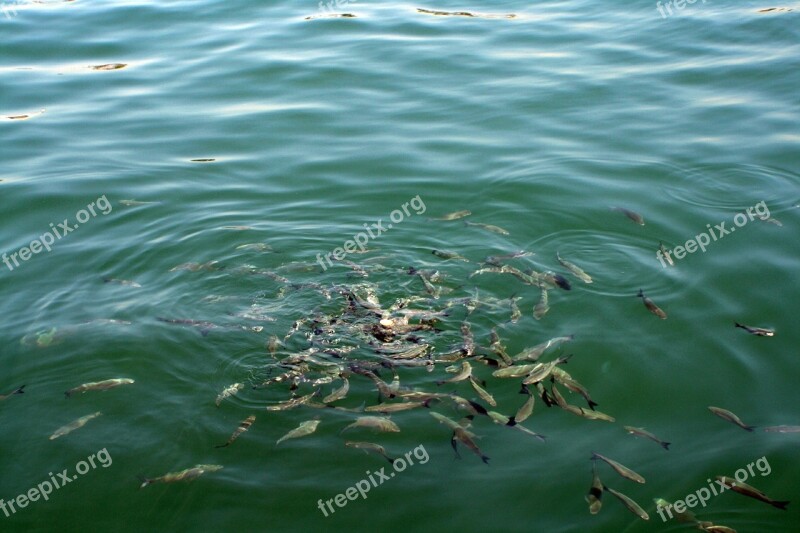 Fish Shoal Food Sea Hungry