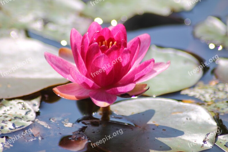 Water Lily Plant Pink Flower Pond