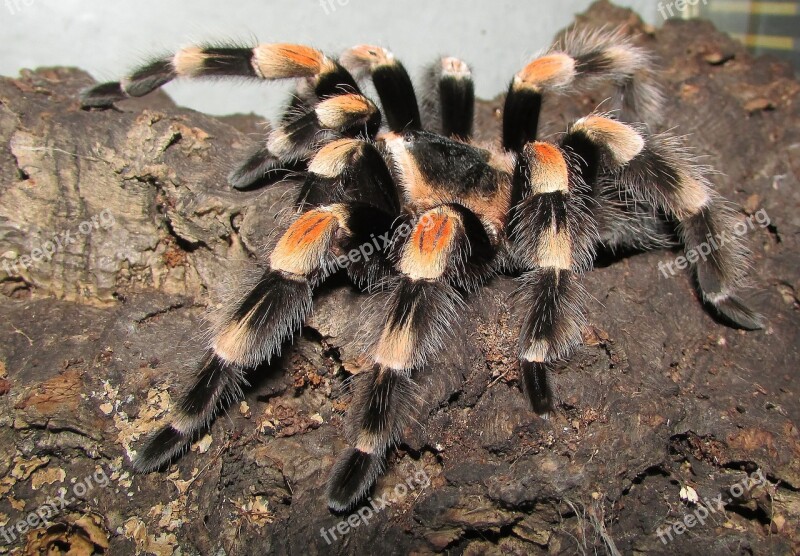 Tarantula Rotfußvogelspinne Spider Brachypelma Smithi Hairy