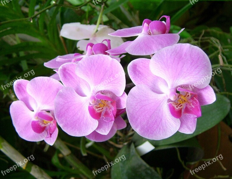 Orchid Flower Plant Nature Beautiful