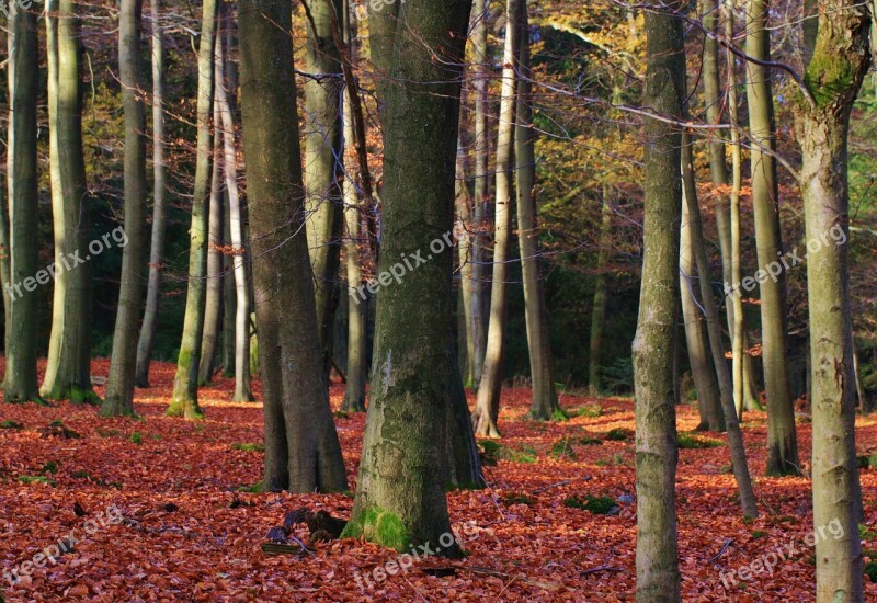 Forest Autumn Autumn Forest Leaves Fall Foliage