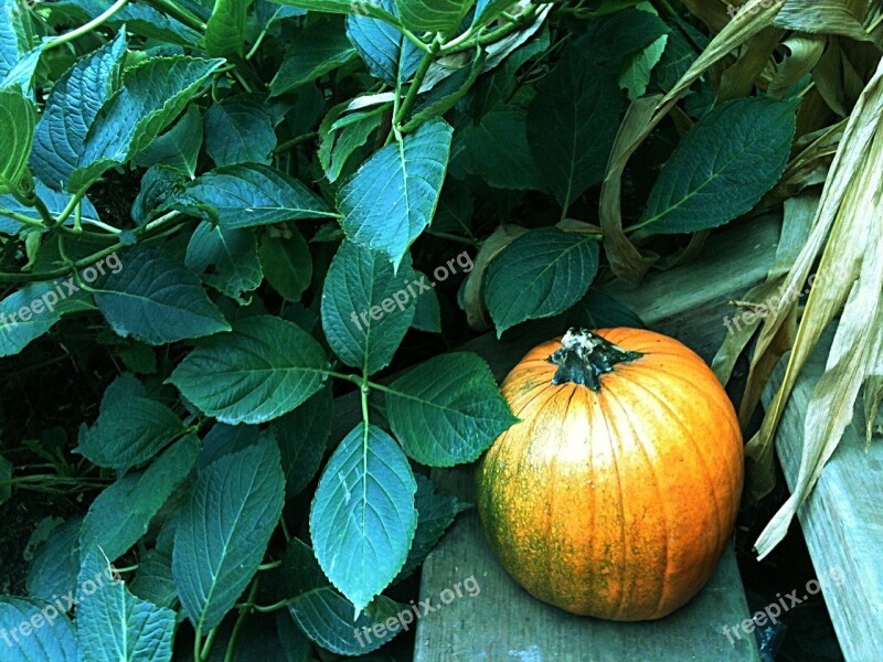 Pumpkin Autumn Harvest Seasonal Holiday