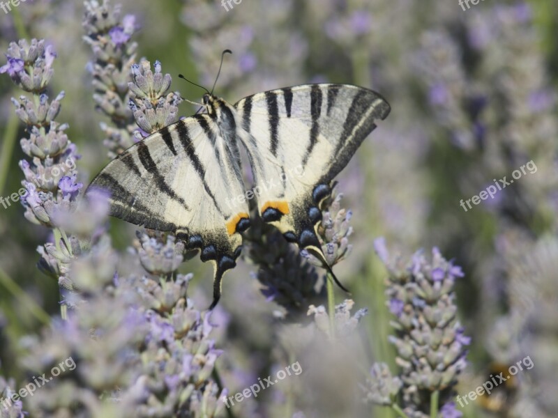 Lavender Butterfly Scented Plant Free Photos