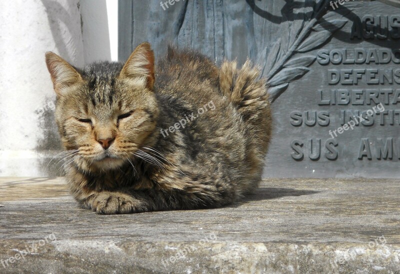 Cat Cemetery Peace Sleeping Sunny