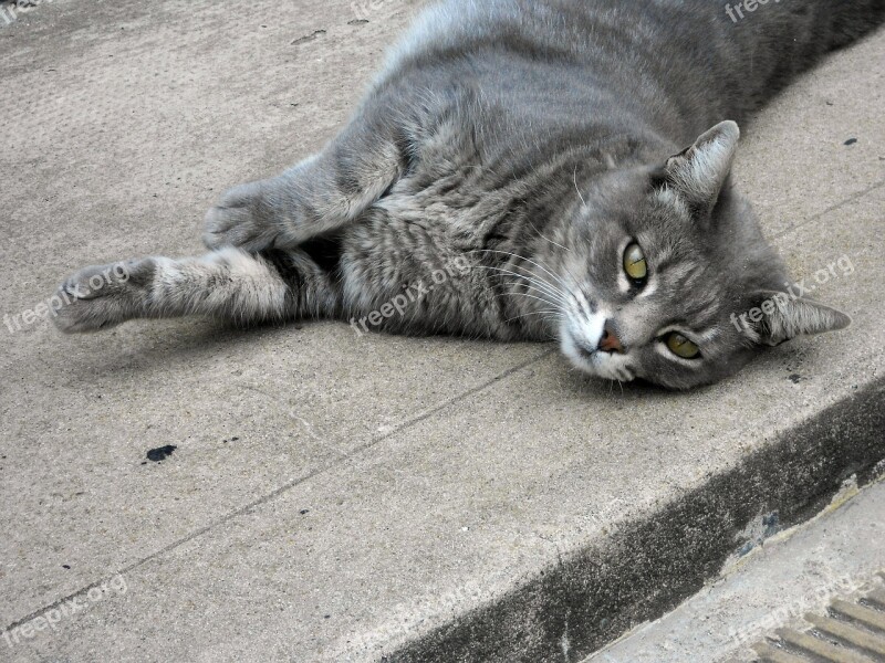 Cat Laid Back Animal Lying Down Feline