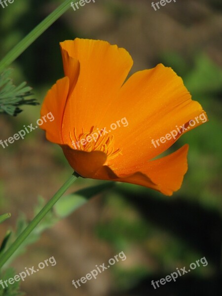 California Poppy Poppy Eschscholtzia California Flower Californica