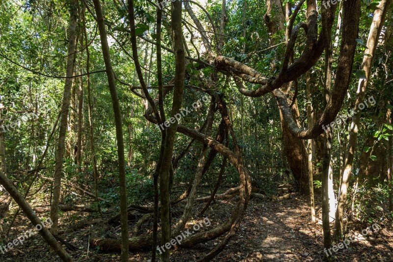 Jungle Forest Path Australia Free Photos