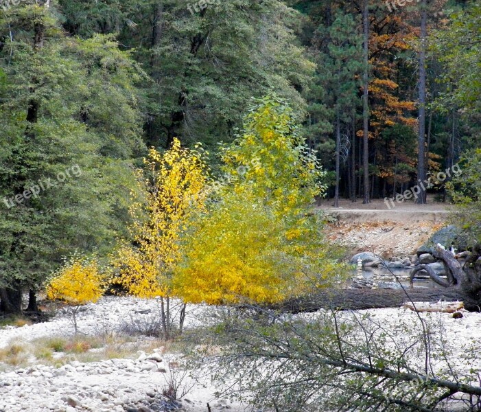 Forest Nature Scenic Tree Landscape