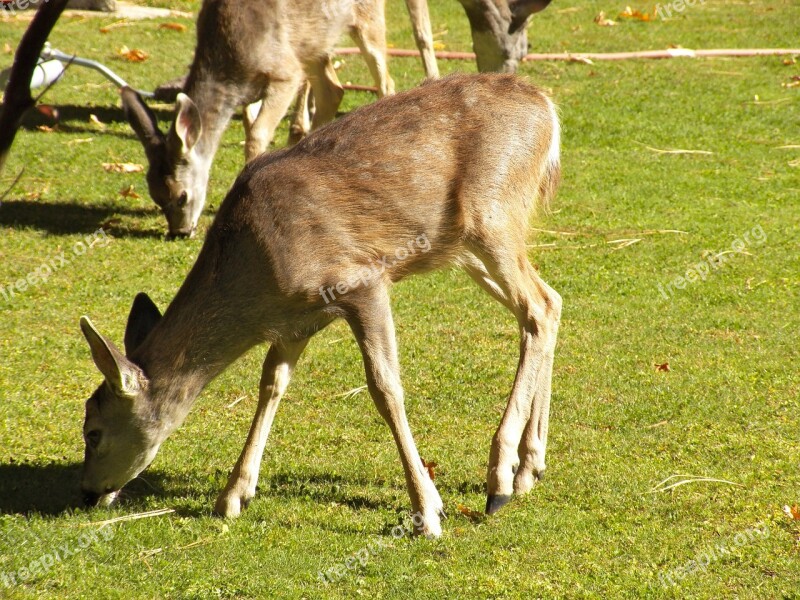 Deer Wildlife Landscape Travel Mammal