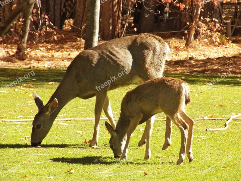 Deer Nature Out Wildlife Animal