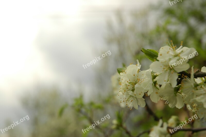 Spring Green Bloom Flowers Flourishing