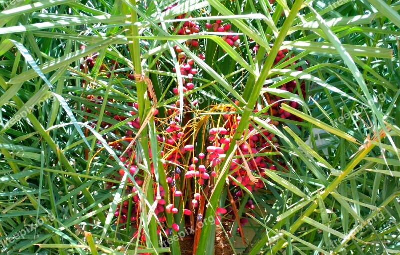 Date Palm Tree Red Tree Palm Dates