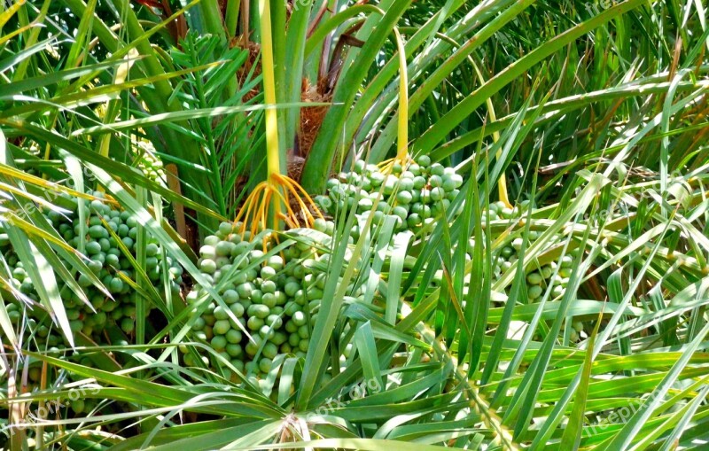 Date Palm Tree Green Tree Palm Nature