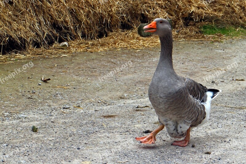 Domestic Goose Goose Greylag Goose Hofgans Duck Bird