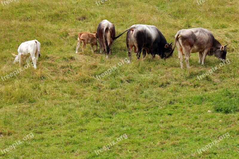 Almkühe Cows Cow Alm Alpine Meadow