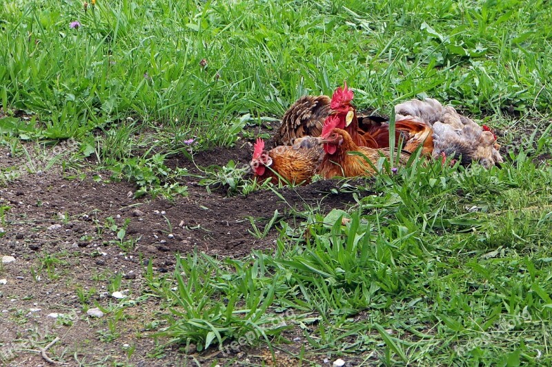 Chicken Hahn Chickens Animals Agriculture