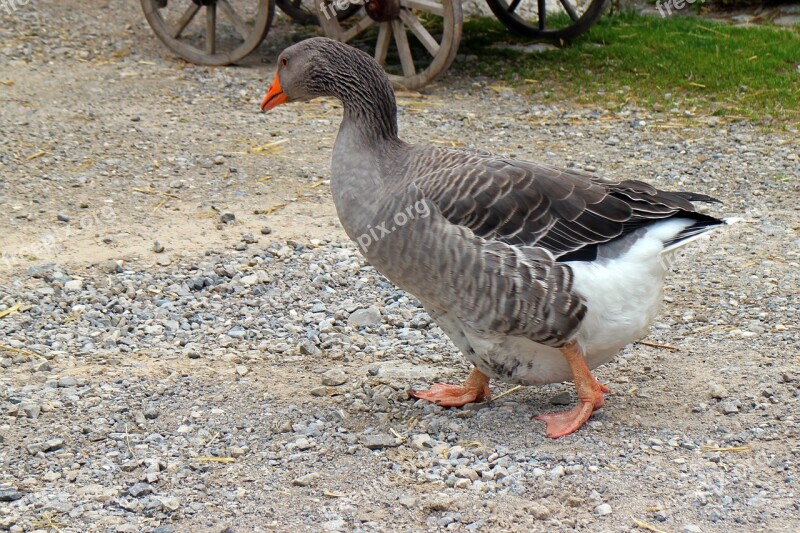 Greylag Goose Goose Domestic Goose Hofgans Duck Bird