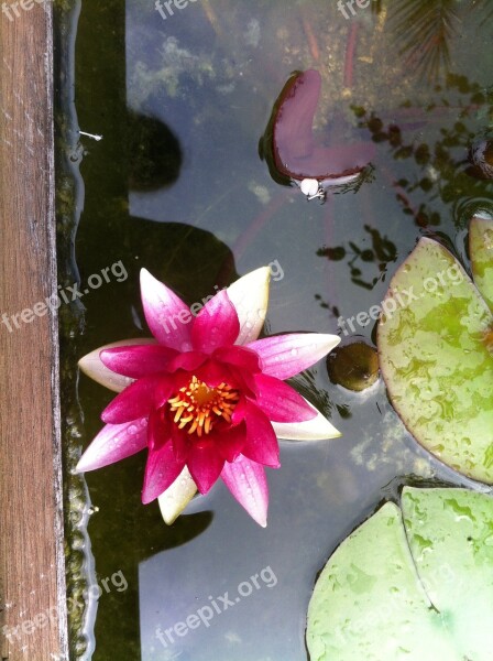 Water Lily Nuphar Lutea Pond Garden Free Photos