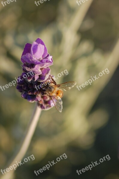 Lavender Garden Bee Pollen Free Photos