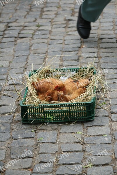 Chicken Market Rooster Basket Free Photos