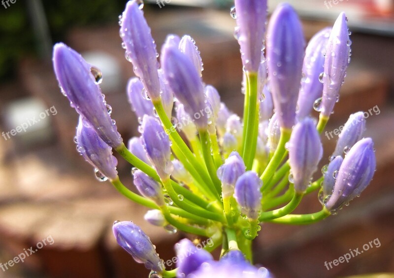 Flower Blossom Bloom Macro Close Up