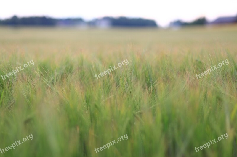 Landscape Field Wheat Green Nature