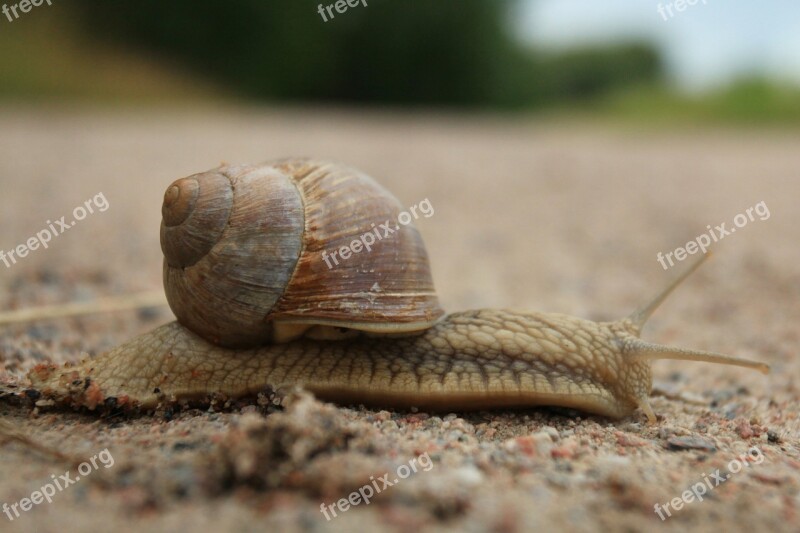 Snail Animal Molluscum Shell Antennas