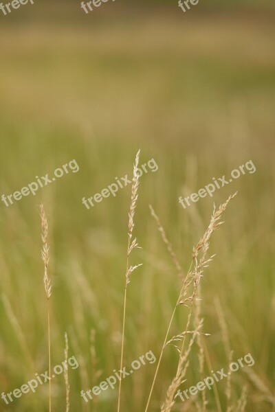 Landscape Field Wheat Green Nature