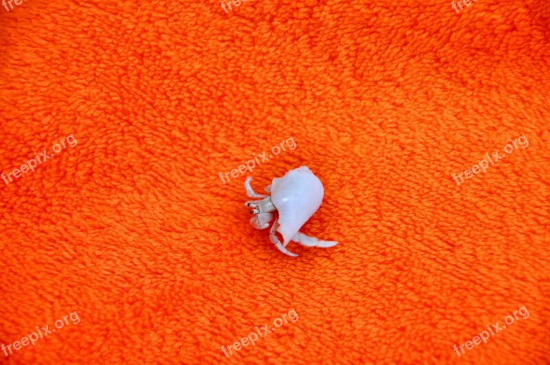 Hermit Crab Maldives Full Moon Island Orange Blanket Free Photos