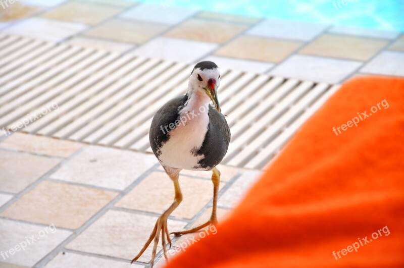 Water Birds Maldives Full Moon Island Poolside Free Photos