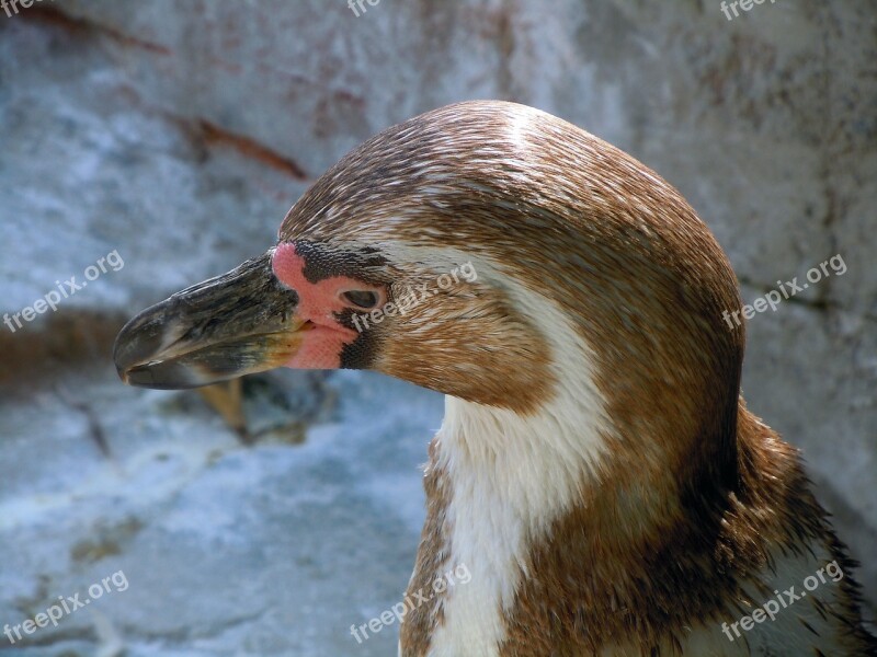 Penguin Animal Head Close Up Free Photos