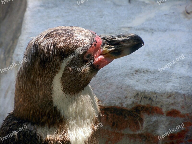 Penguin Animal Head Close Up Free Photos