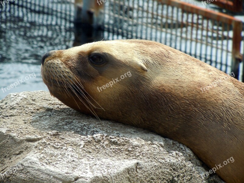 Sea ​​lion Head Relaxed Dormant Free Photos