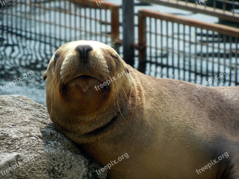 Sea ​​lion Relax Sun Maehnenrobbe Free Photos