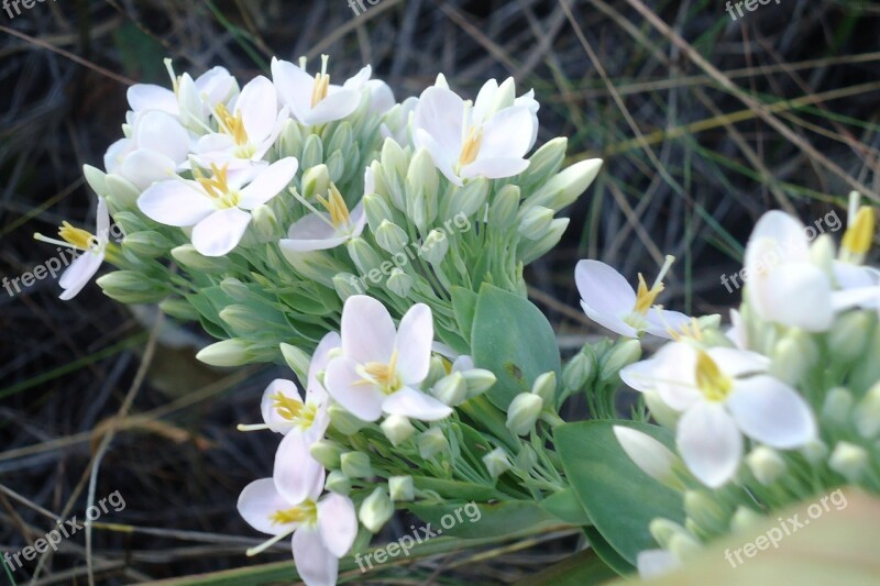 Flowers White Girls Delicate Nature Flora