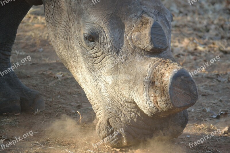 White Rhino Rhino Wild De-horned Poachers