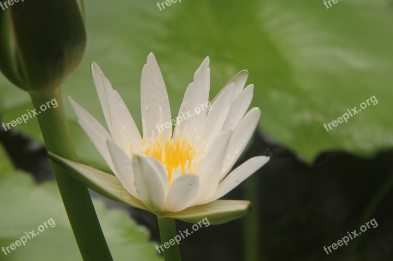 Lotus Dew White Green Leaf Lotus Leaf