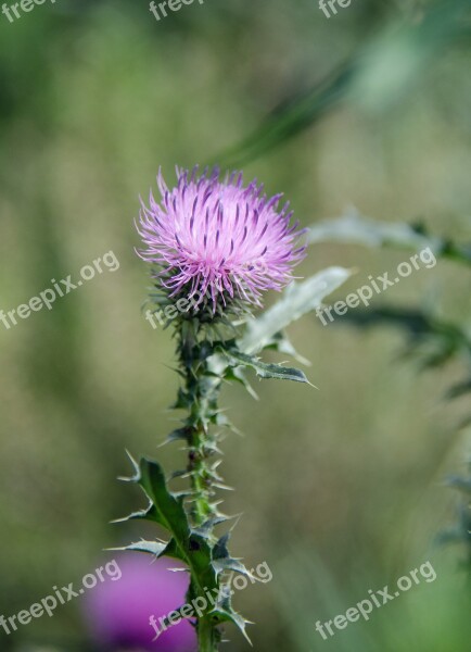 Thistle Spiny Carduus Acanthoides L Plant Weed Wild Plant