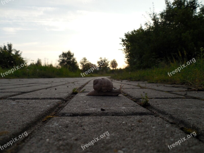 Snail Shell Mollusk Snail Shell Slowly