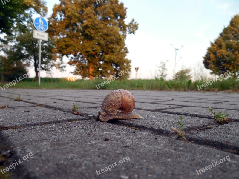 Snail Shell Mollusk Snail Shell Slowly