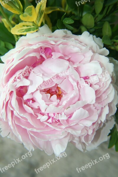 Flower Peony Pink Close-up Garden