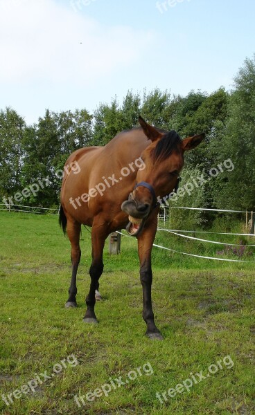 Horse Brown Animal Mammal Pasture