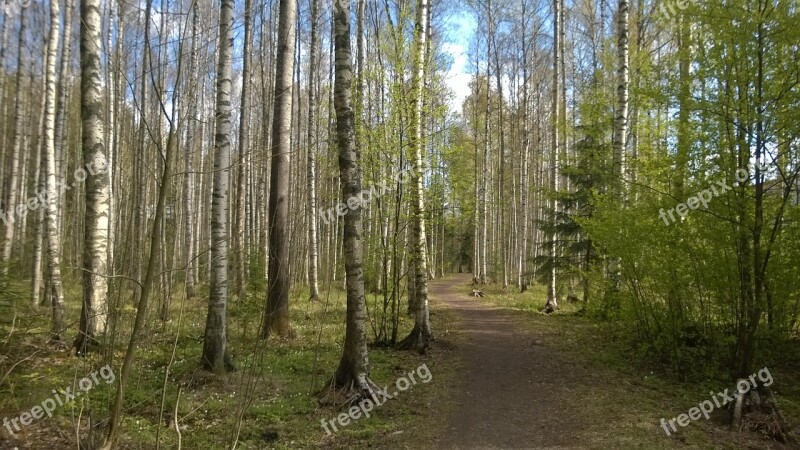 Forest Spring Birch Grove Free Photos