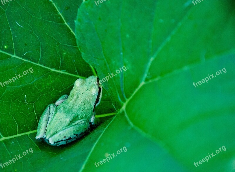 Frog Green Amphibian Nature Animal